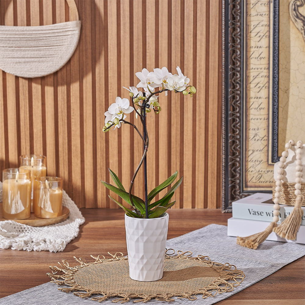 Mini Phalaenopsis Orchid in Pot – how the gift is presented