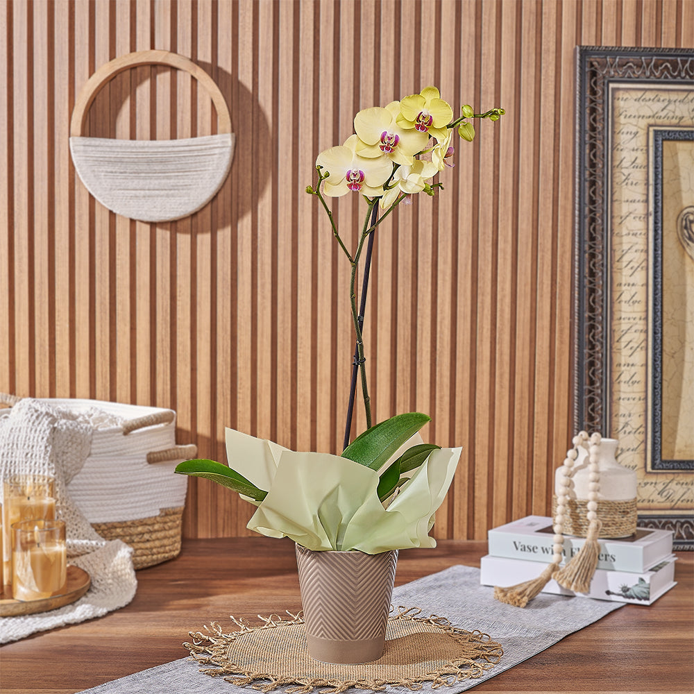 Year-Round Yellow Phalaenopsis Orchid Plant – how the gift is presented