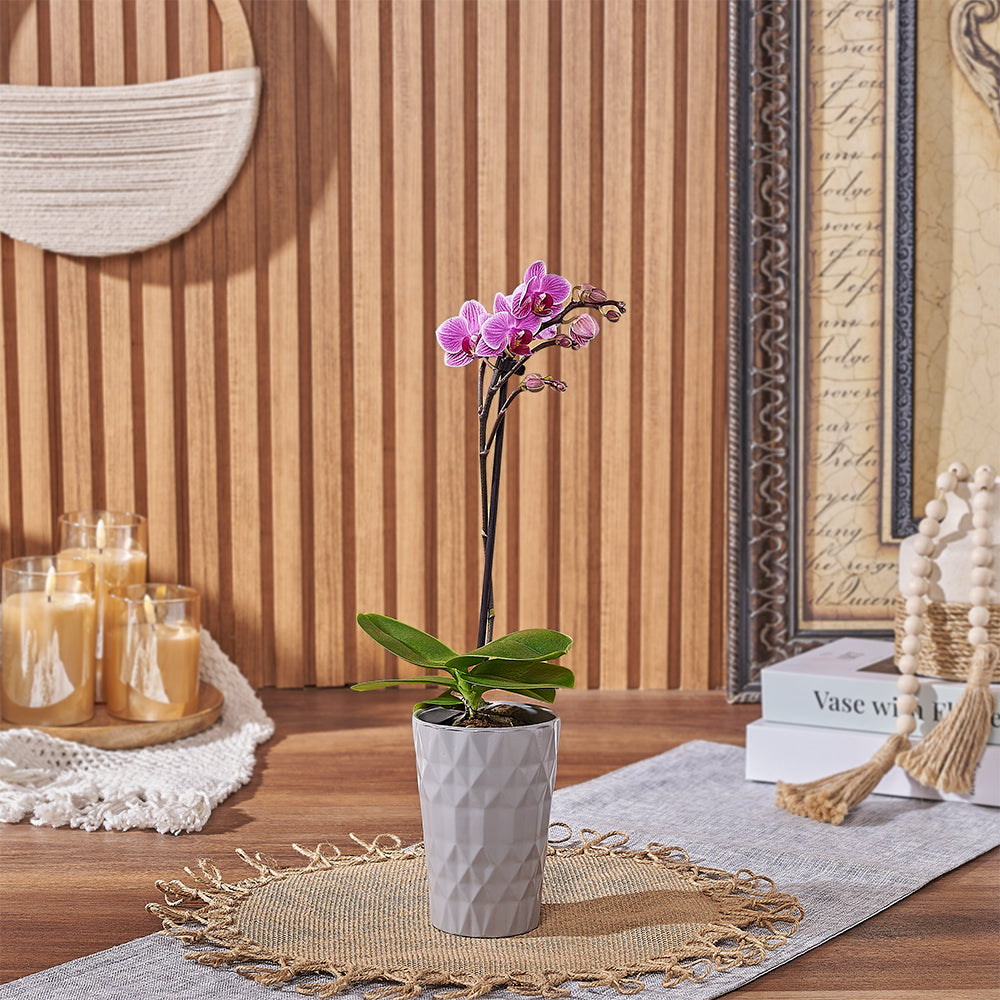 Orchid in Mini Planter – how the gift is presented