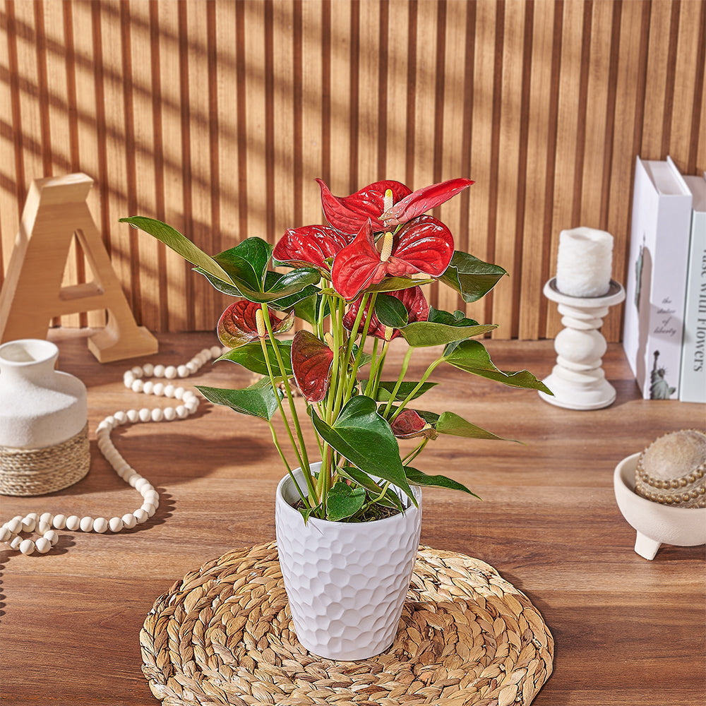 Red Anthurium Housewarming Plant – how the gift is presented