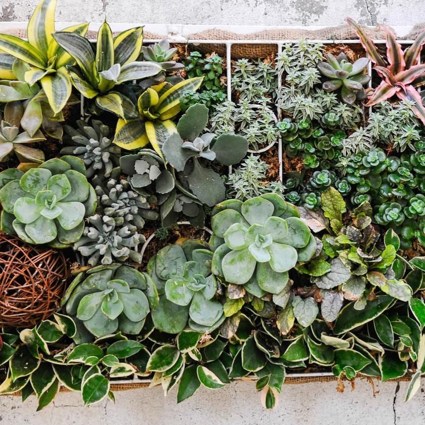 Succulents & Cacti From New York City Baskets - New York City Delivery