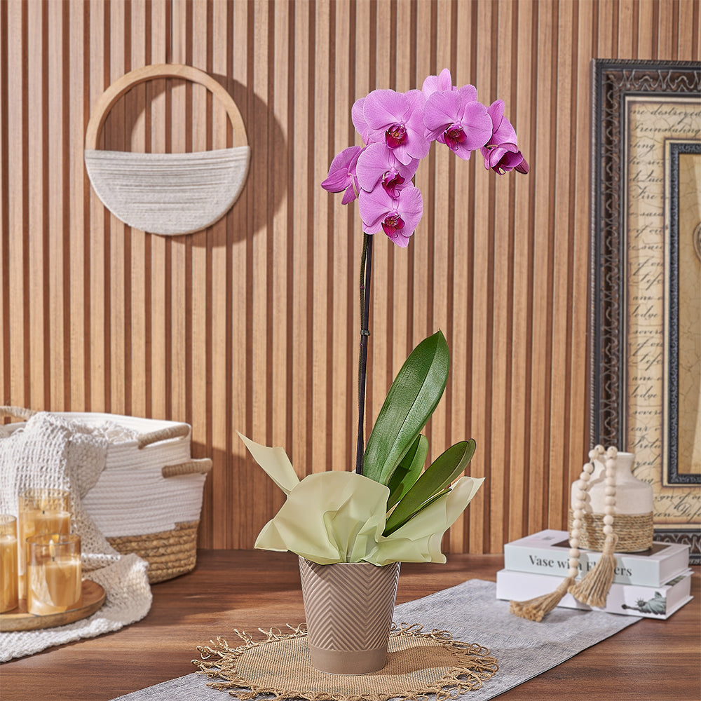 Stylish Pink Orchid Plant – how the gift is presented