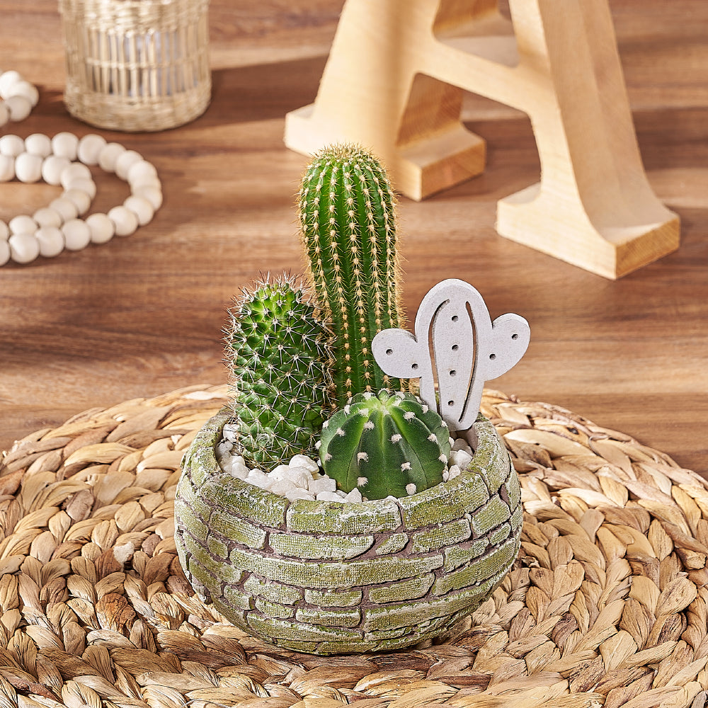 Cactus Planter Gift, plant gift, plant, cactus gift, cactus, New York delivery