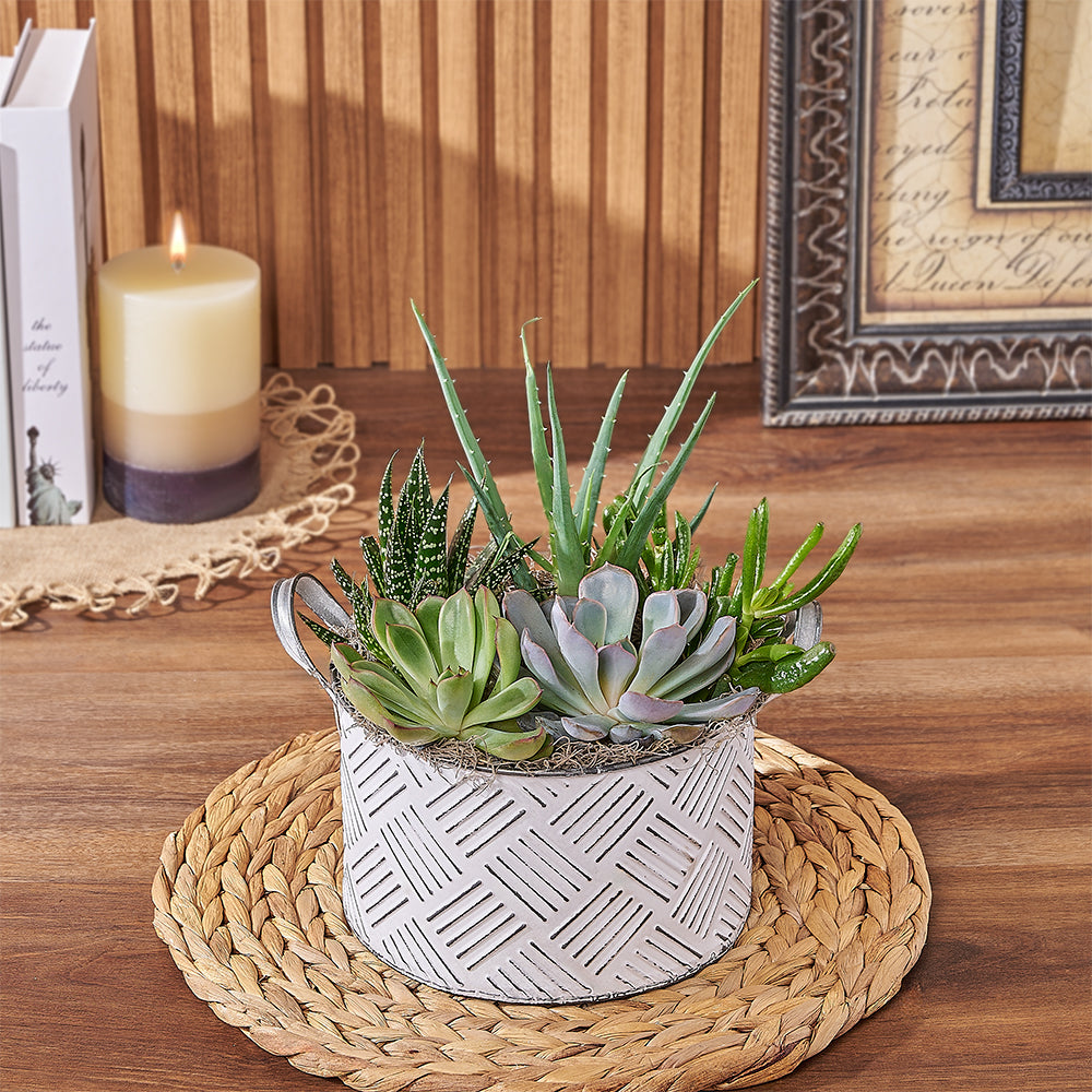 Large Succulent Planter – the plant