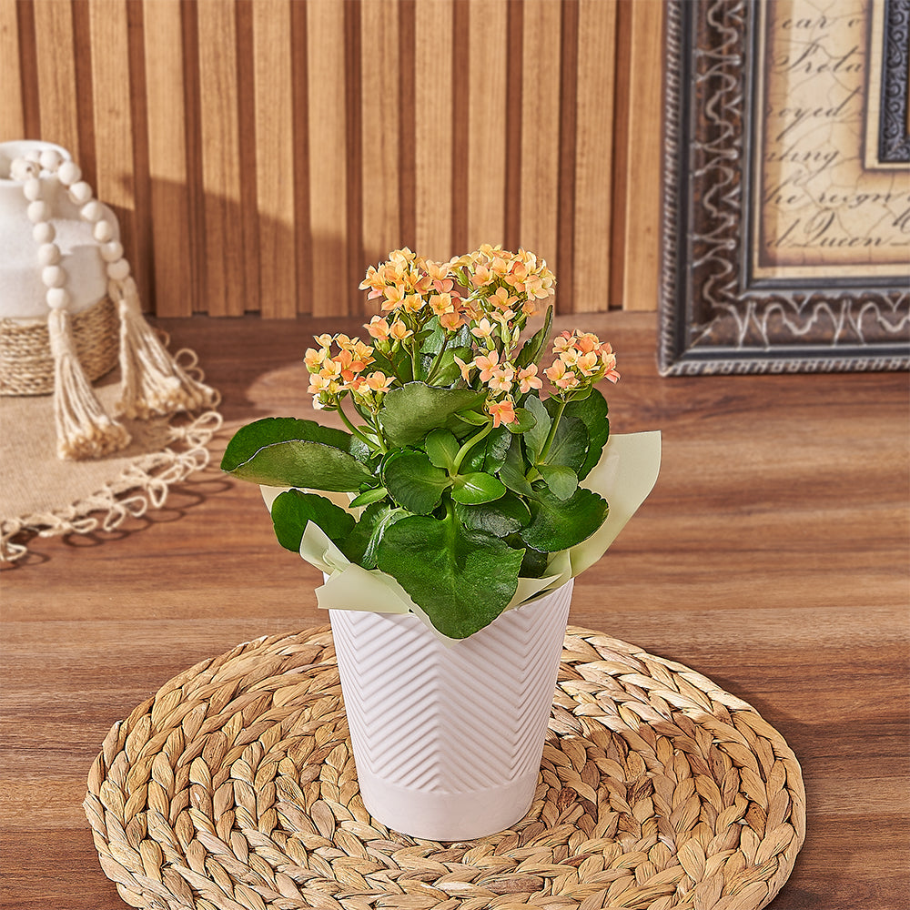 Vibrant Kalanchoe Potted Plant Gift – the plant