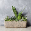 Little Oasis Succulent Garden from New York City Baskets - New York City Delivery