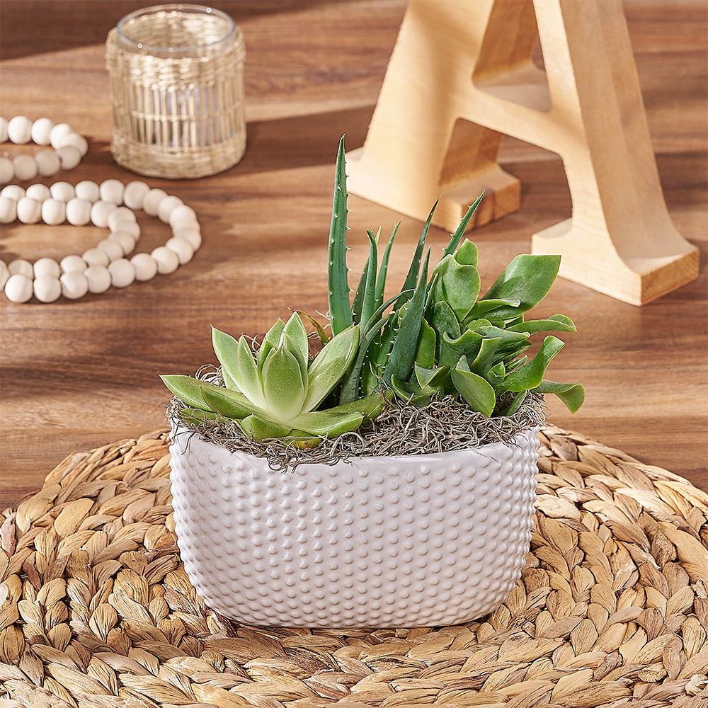 Custom Thank You Gift Baskets - Little Oasis Succulent Garden