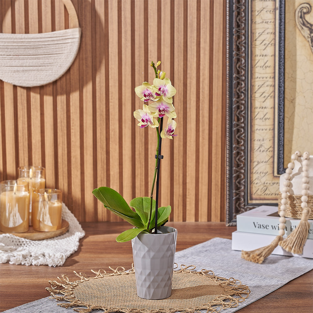 Mini Orchid in Yellow Ceramic Pot – how the gift is presented