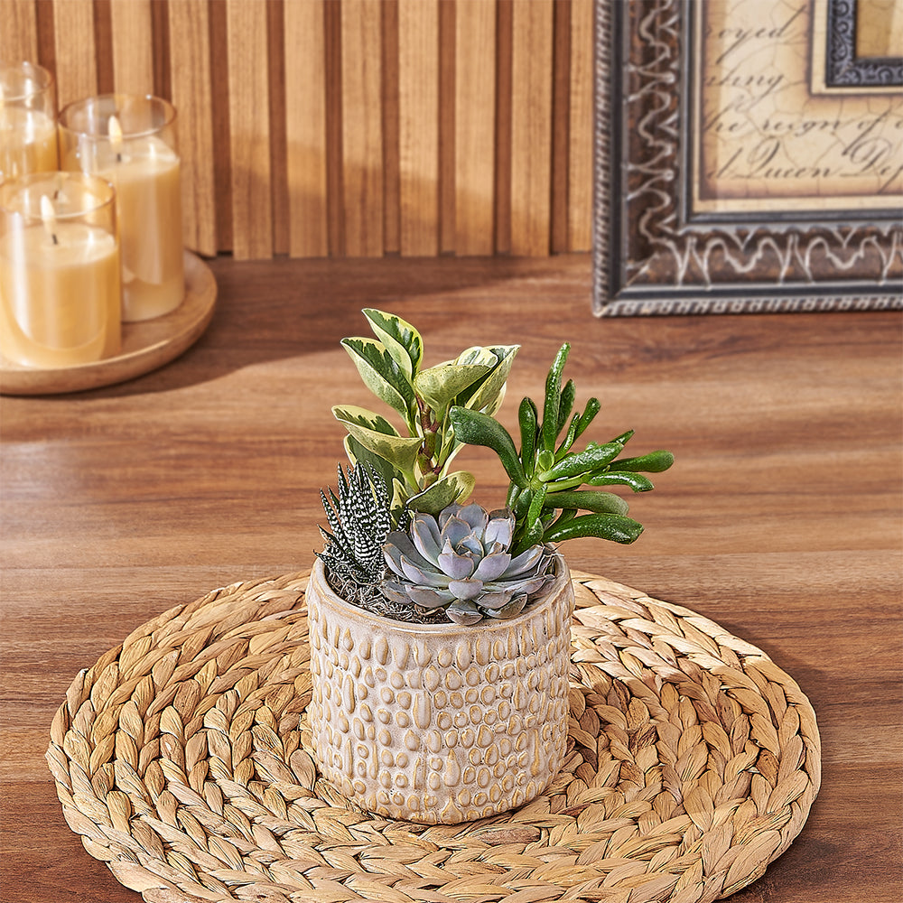 Assorted Succulent in Planter – how the gift is presented