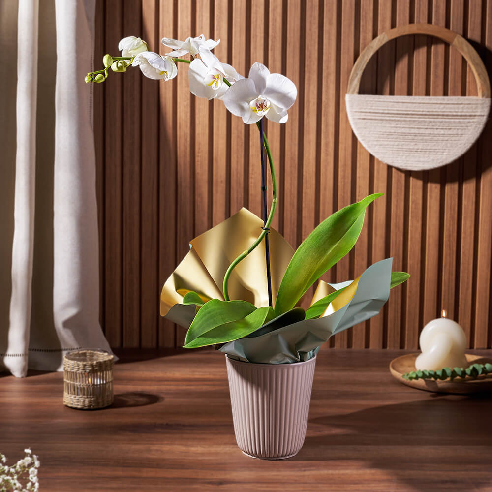 Elegant White Orchid Plant – how the gift is presented