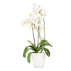 Pearl Essence Exotic Orchid Plant - New York City Baskets - New York City Baskets Delivery