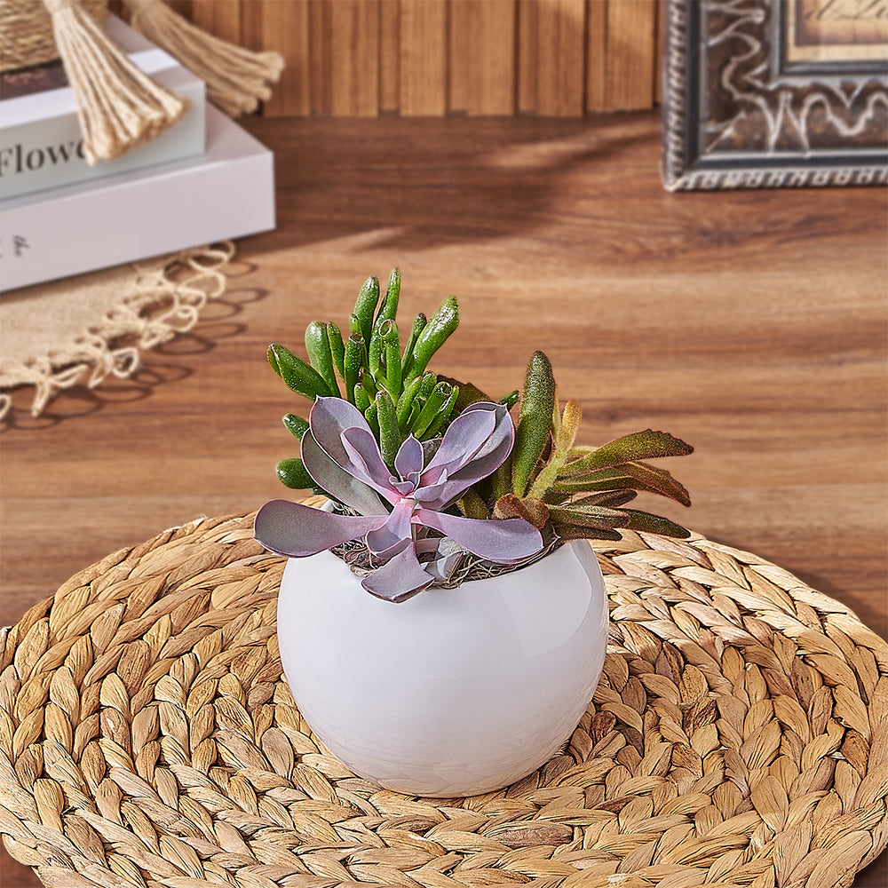Deluxe Variety Succulent Plant in Round Pot – the plant