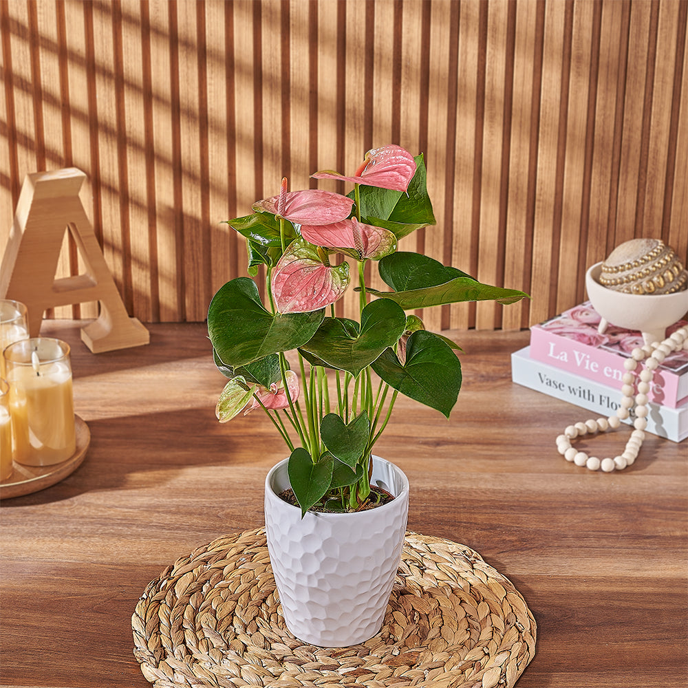 Deluxe Pink Anthurium Plant in Decorative White Planter – the plant