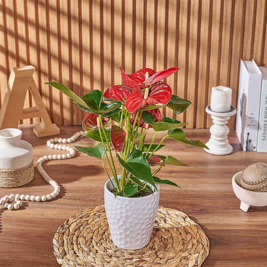 Potted Anthurium Plant, plant gift, plant, floral gift, floral, New York City delivery