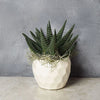 Potted Zebra Plant Succulent from New York City  Baskets - New York City Delivery