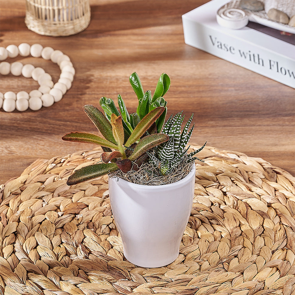 Compact Three-Succulent Arrangement with White Ceramic Pot – the plant