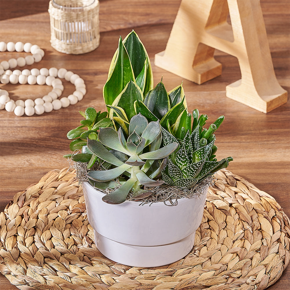 Sansevieria Succulent Plant Arrangement – the plant