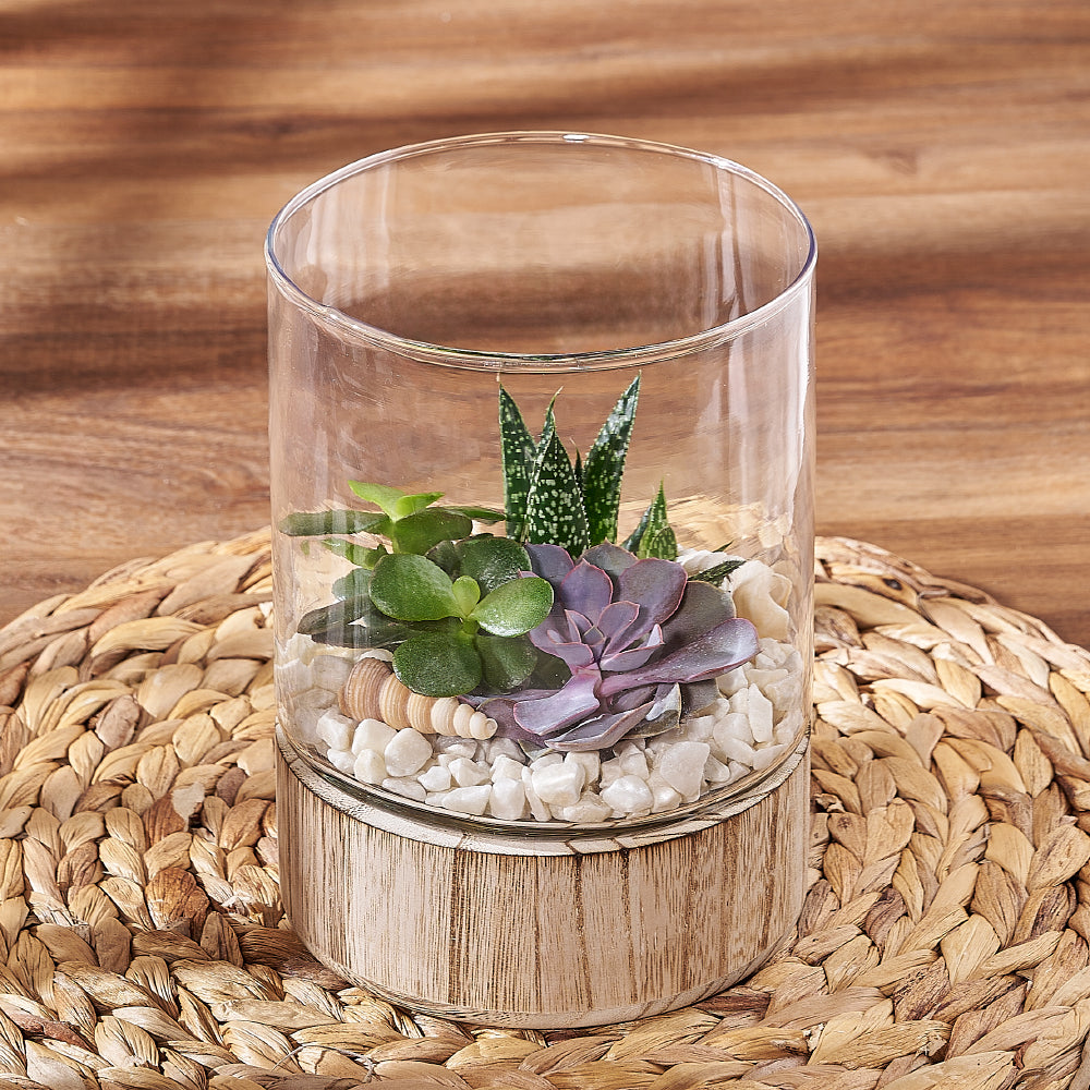 Succulent Garden Terrarium, plant gift, plant, succulent gift, succulent, New York delivery