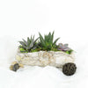 Succulent Rock Garden From New York City Baskets - New York City Delivery
