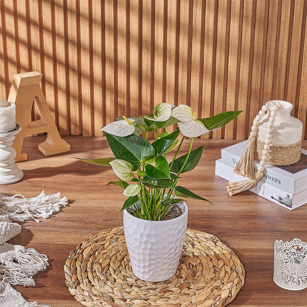 Indoor White Anthurium Potted Plant, New York – how the gift is presented