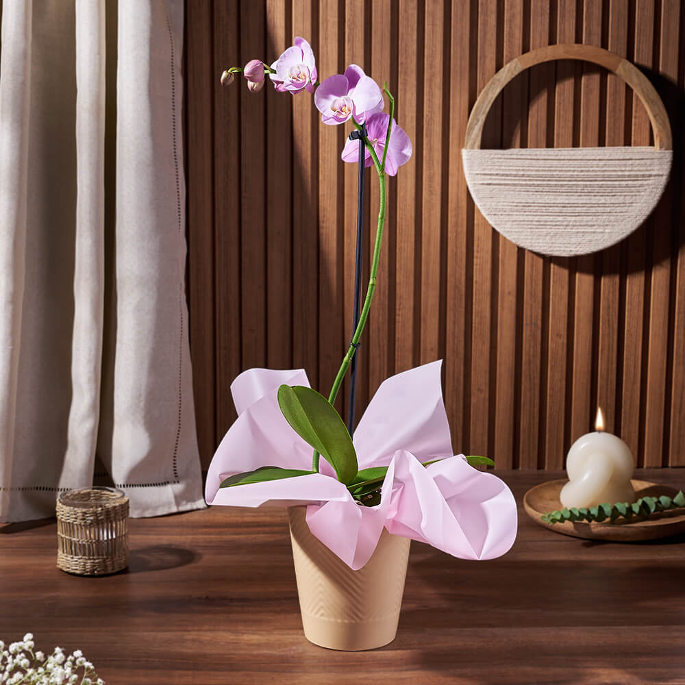 5-Inch Ceramic Pot Phalaenopsis Orchid Plant – how the gift is presented