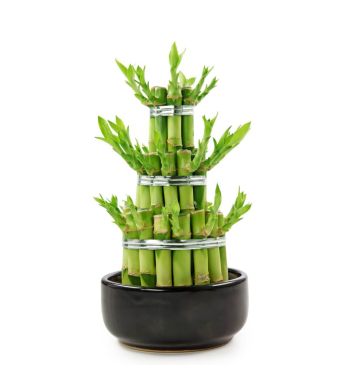 Sprinkle of Prosperity Bamboo Plant