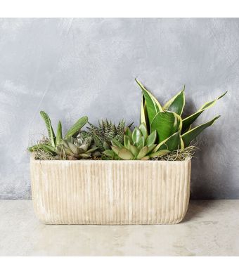 Indoor Succulent Garden, floral gift baskets, gift baskets, succulent gift basket